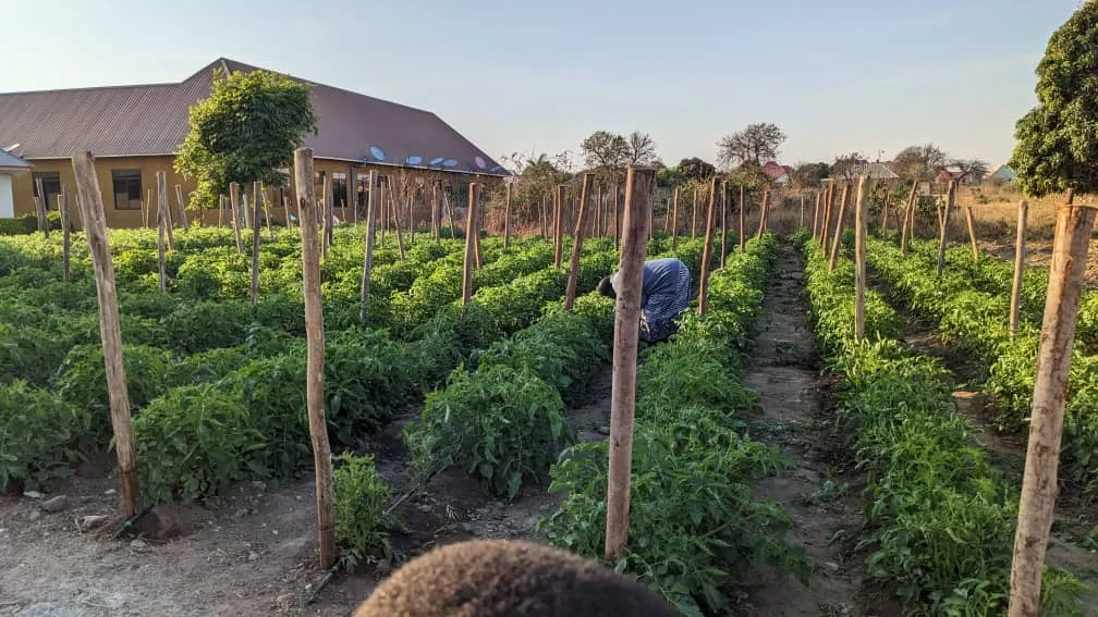 Formal and systematic farming