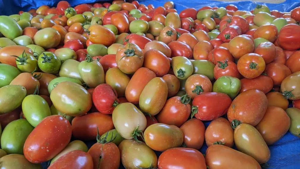 Tomatoes