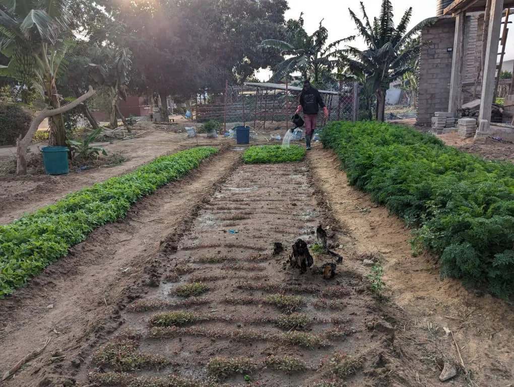 Caring of crops