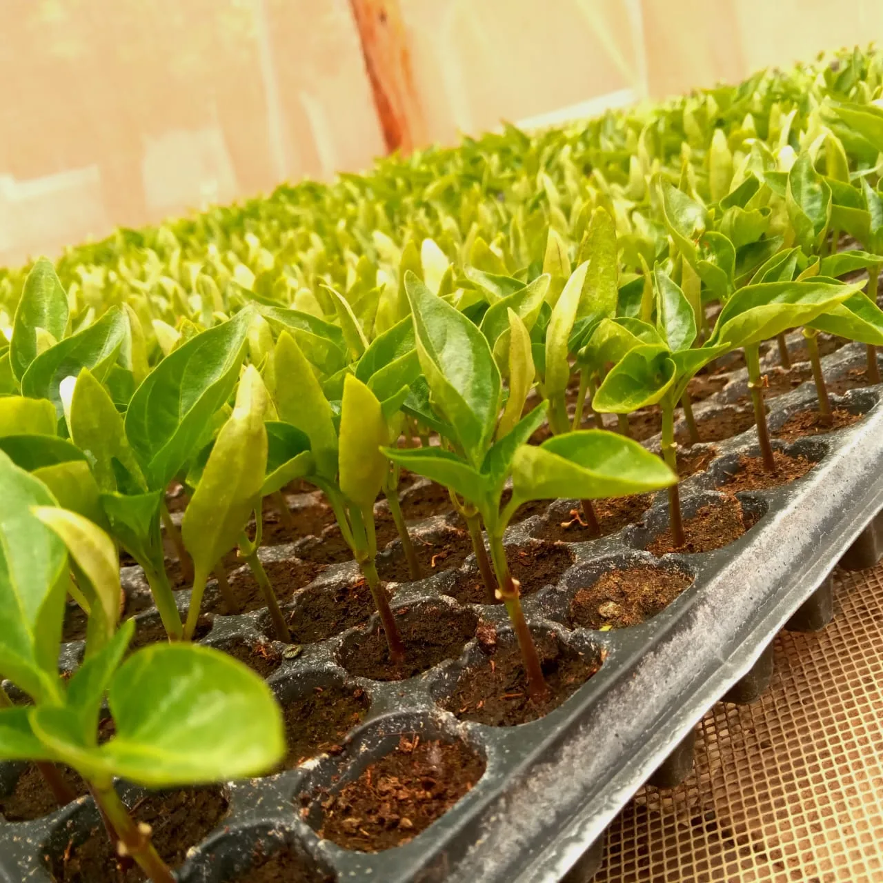 Postharvest management